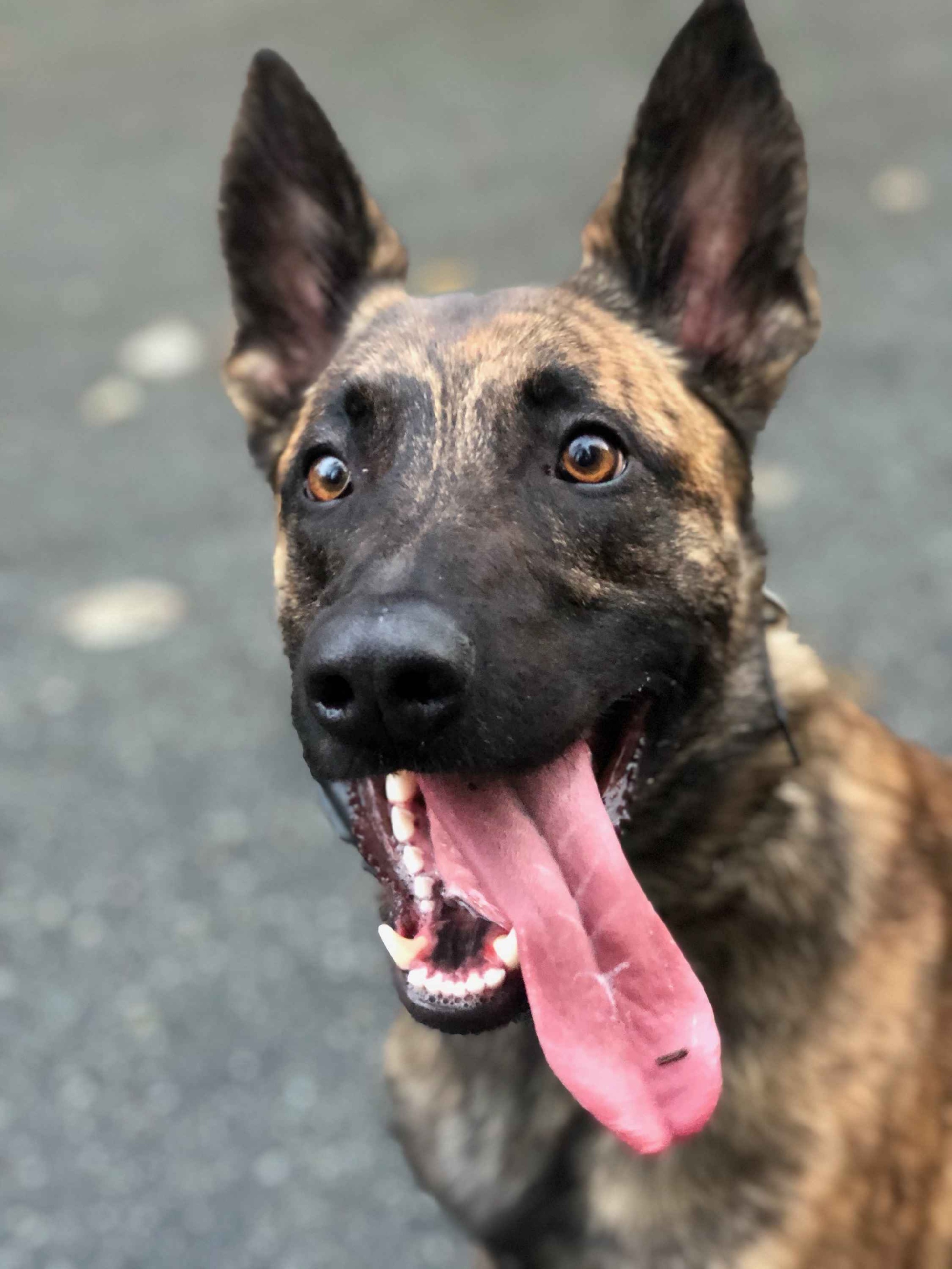 Tongue.jpg
