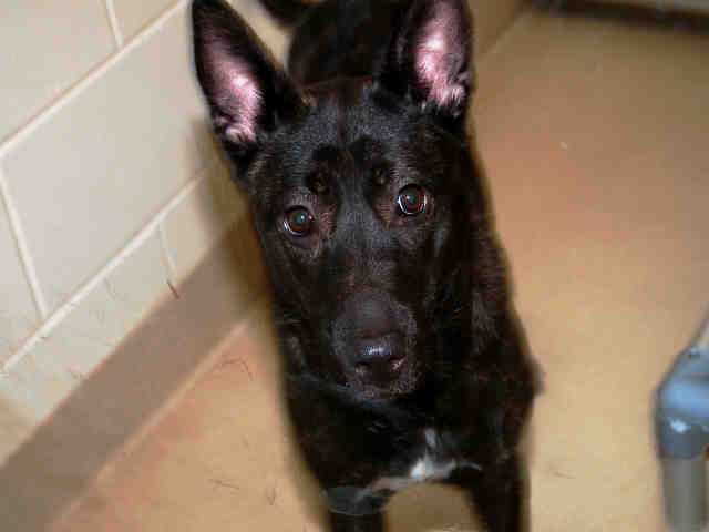 Mina (he shelter picture) I volunteer she ive spent alot of time with her, officially adopted her today :D will bring her home in a few days