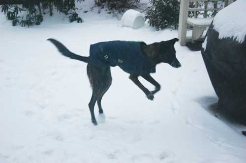 Sadie pouncing