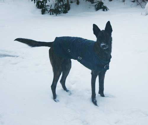 sadie_snow1.jpg