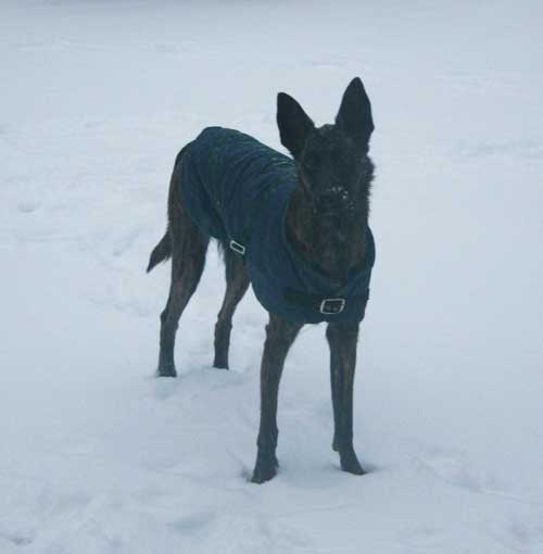 sadie_snow2.jpg