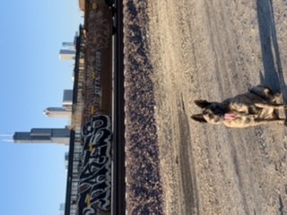 City dog