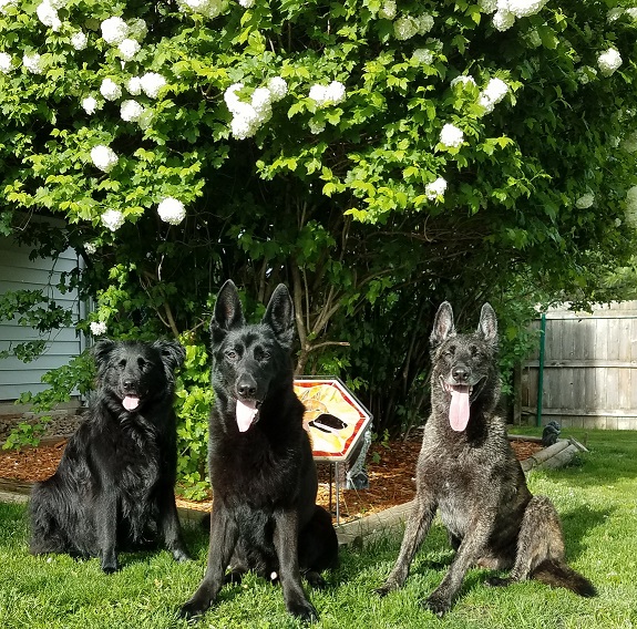 My pack 2020.jpg