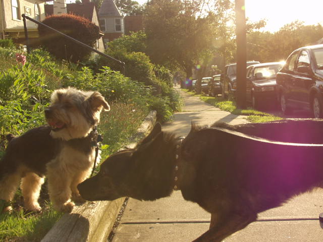 061208dogpark 072.jpg