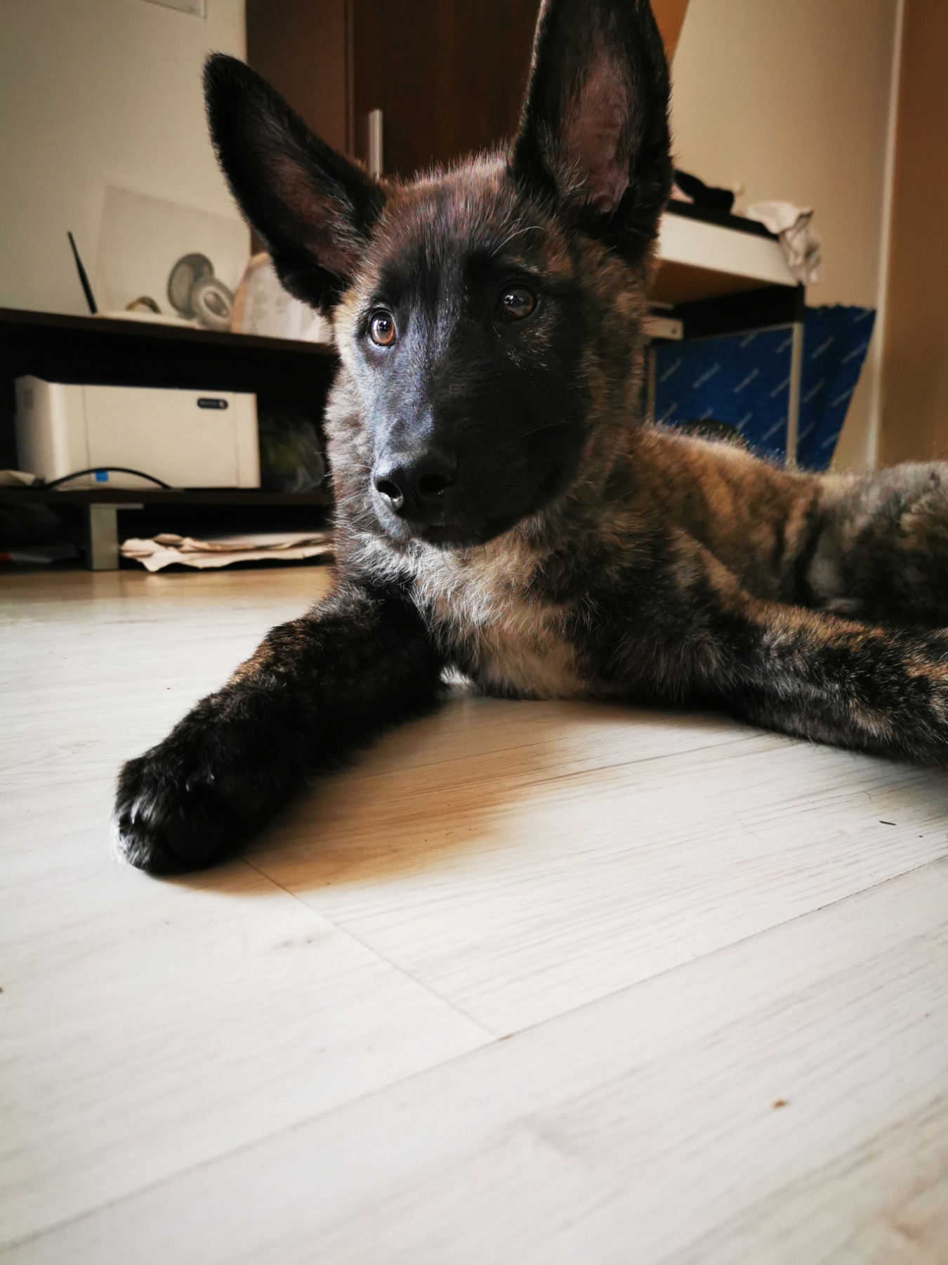 IMG-c28345d392edb821fe8dfda1ed04a661-V.jpg