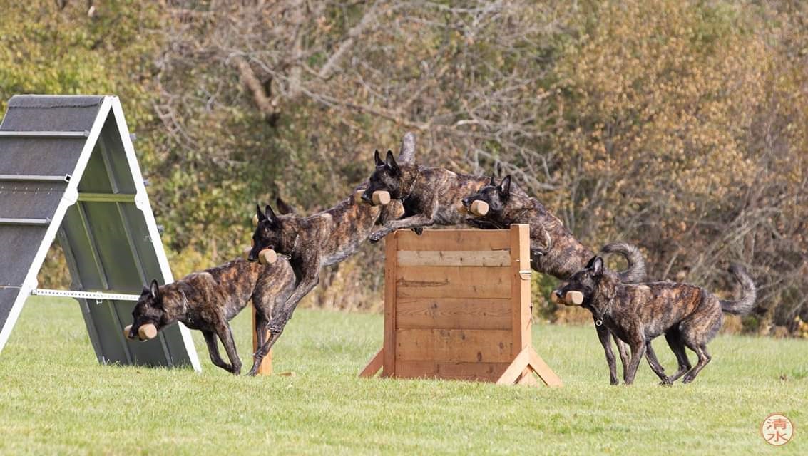 dual dog retrieve.jpg