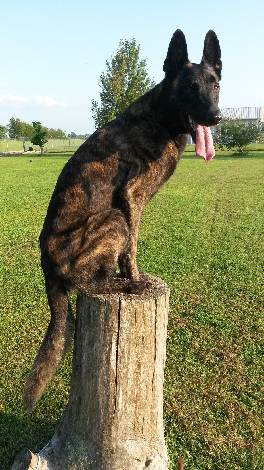 ICE tongue out.jpg