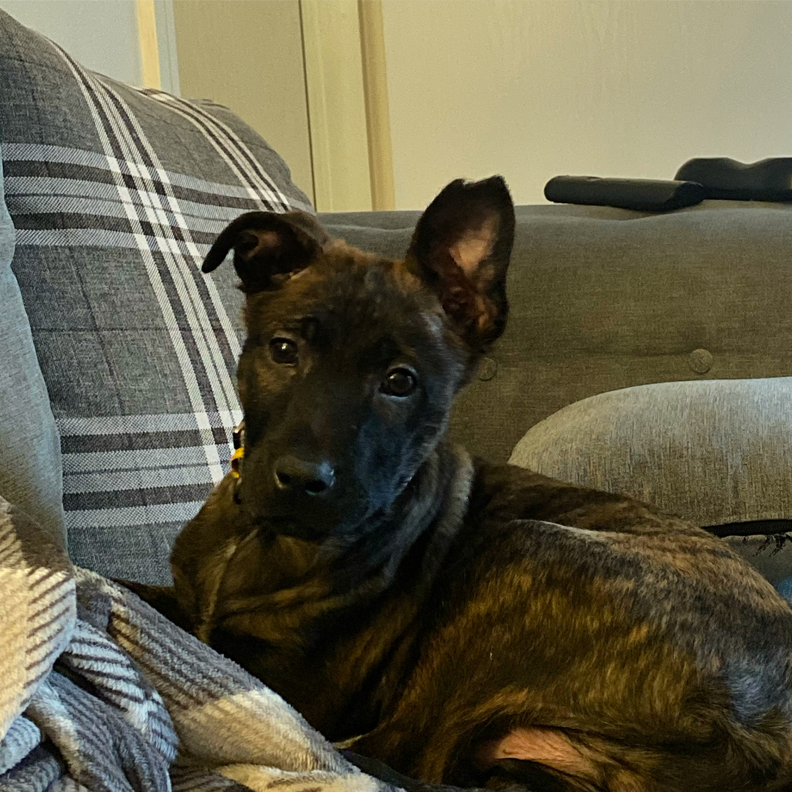 3 months old