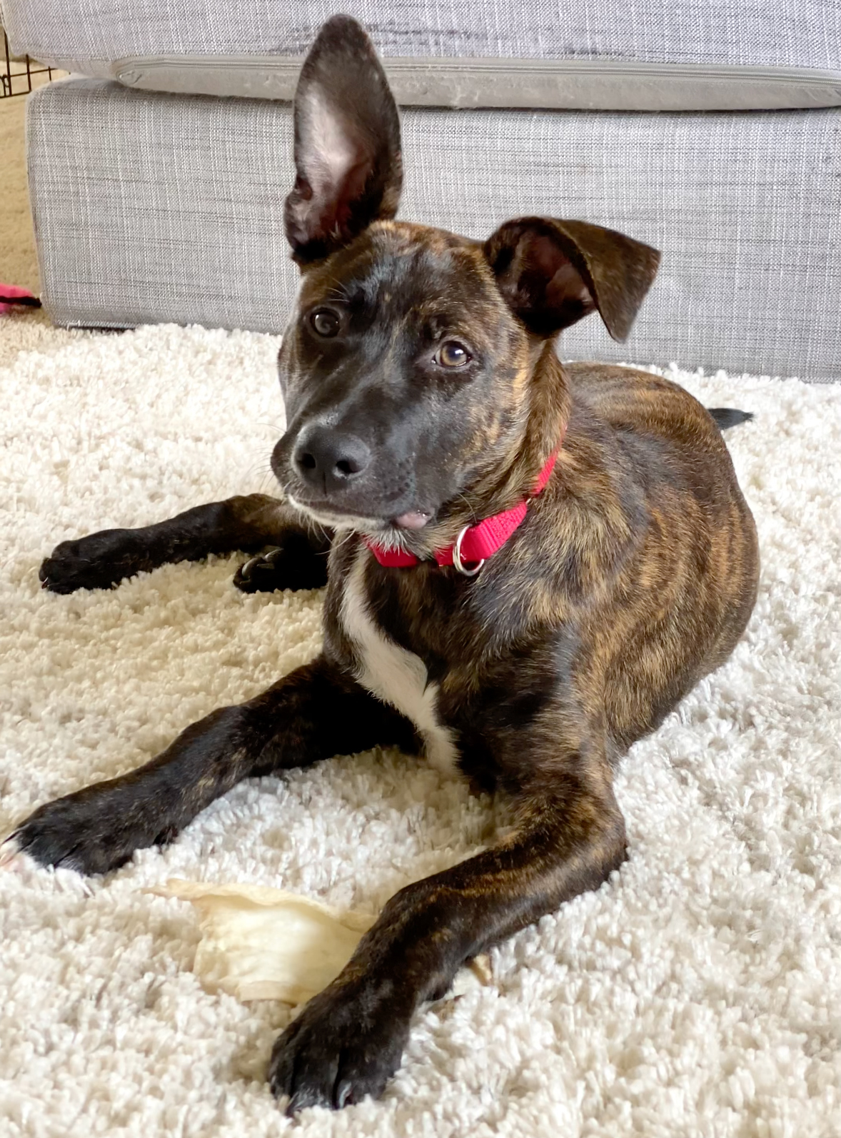 Gunner 4 months old