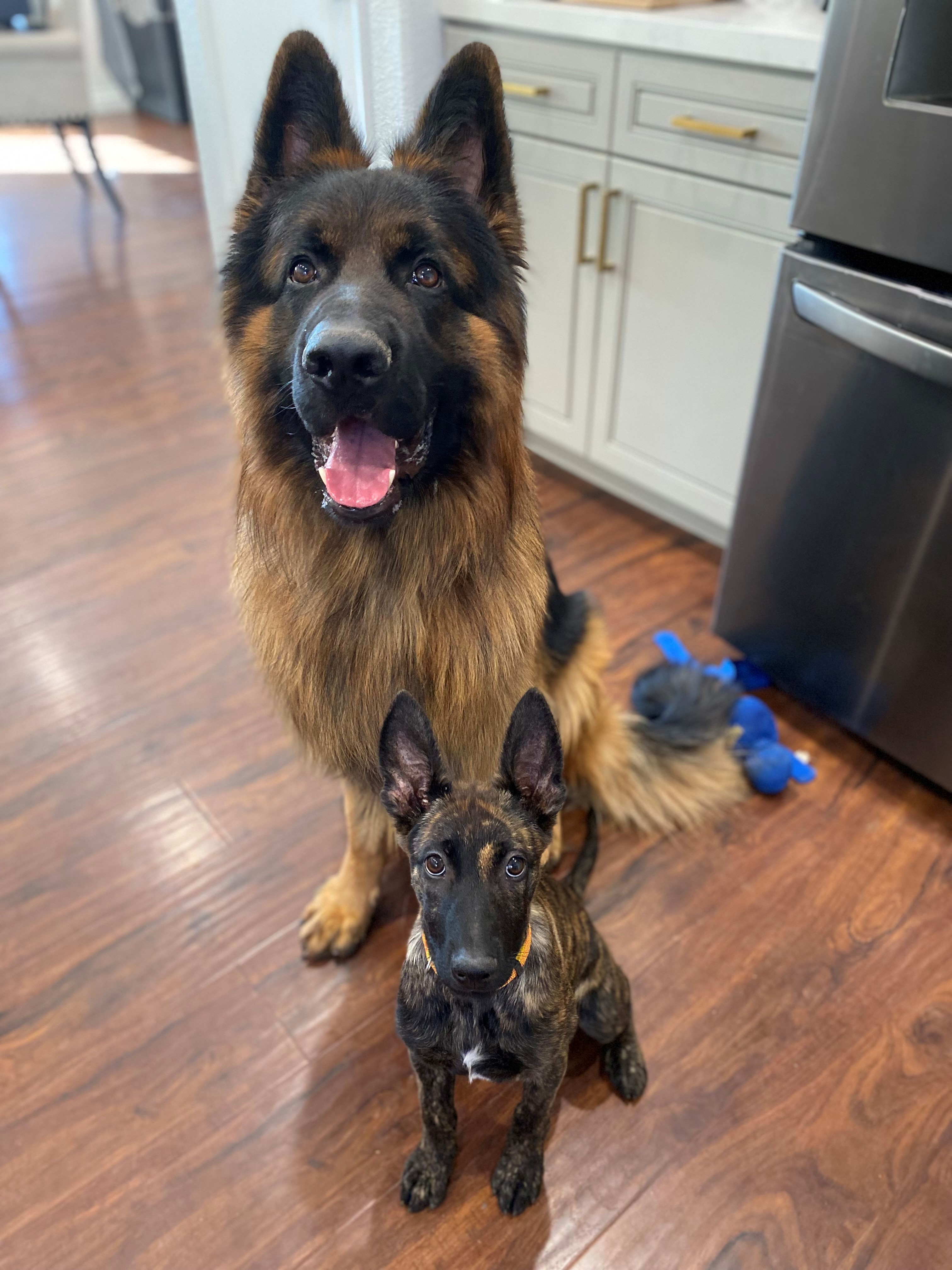 enzo and senna.jpg