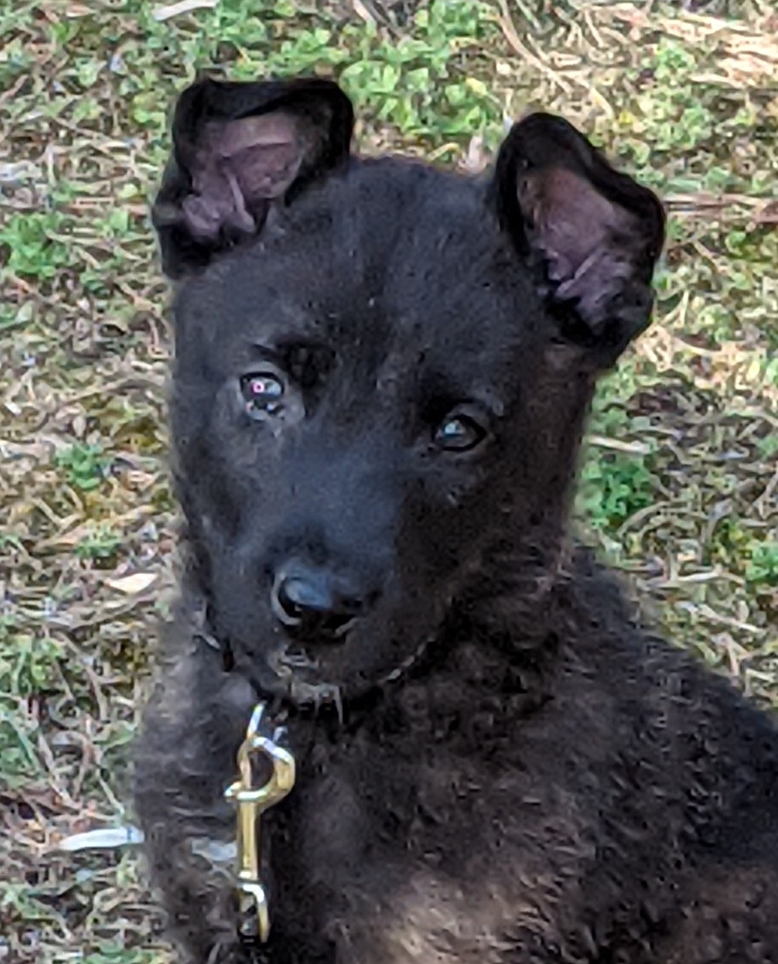 Josey 8 months Copy.jpg