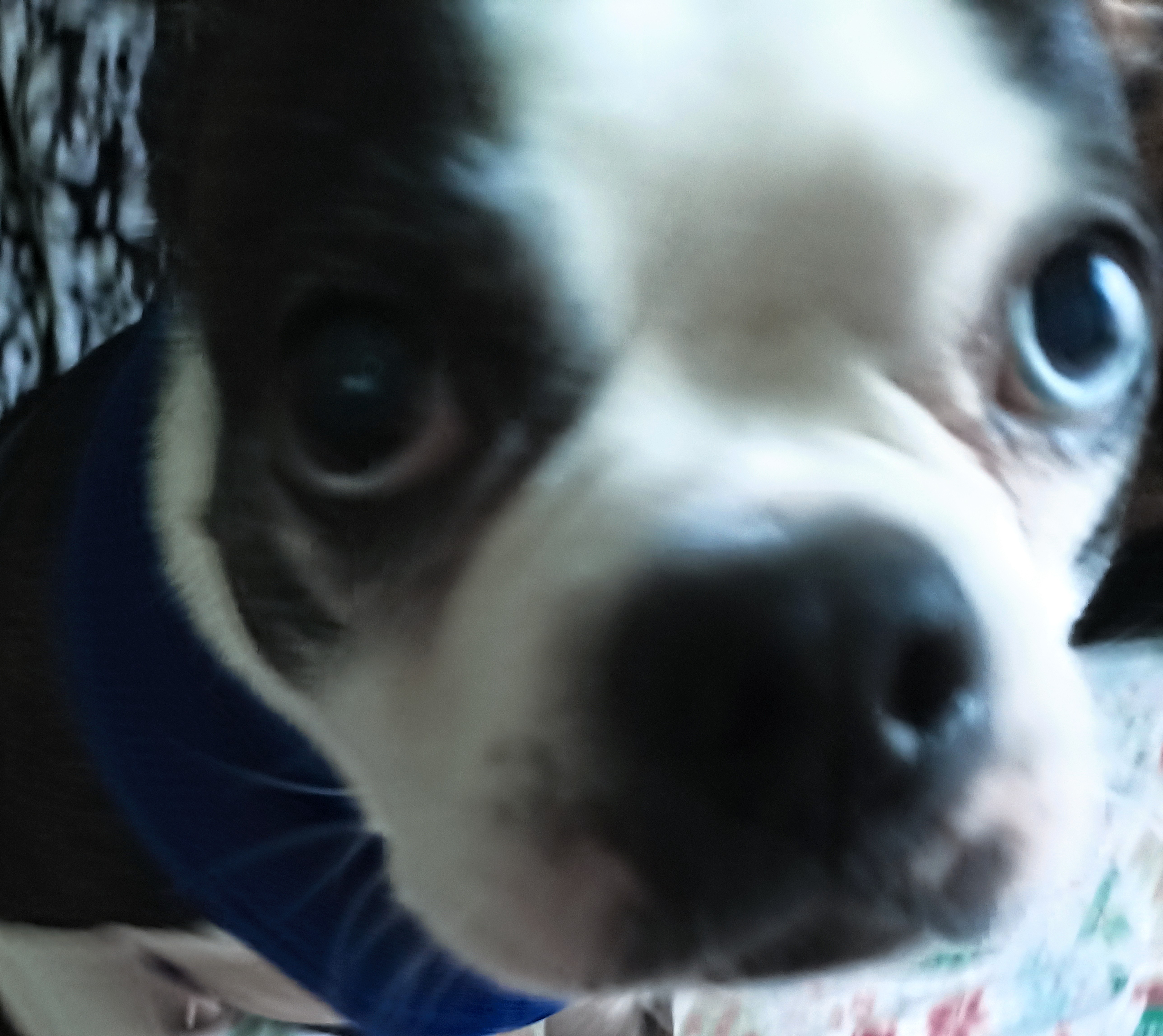 Rosie