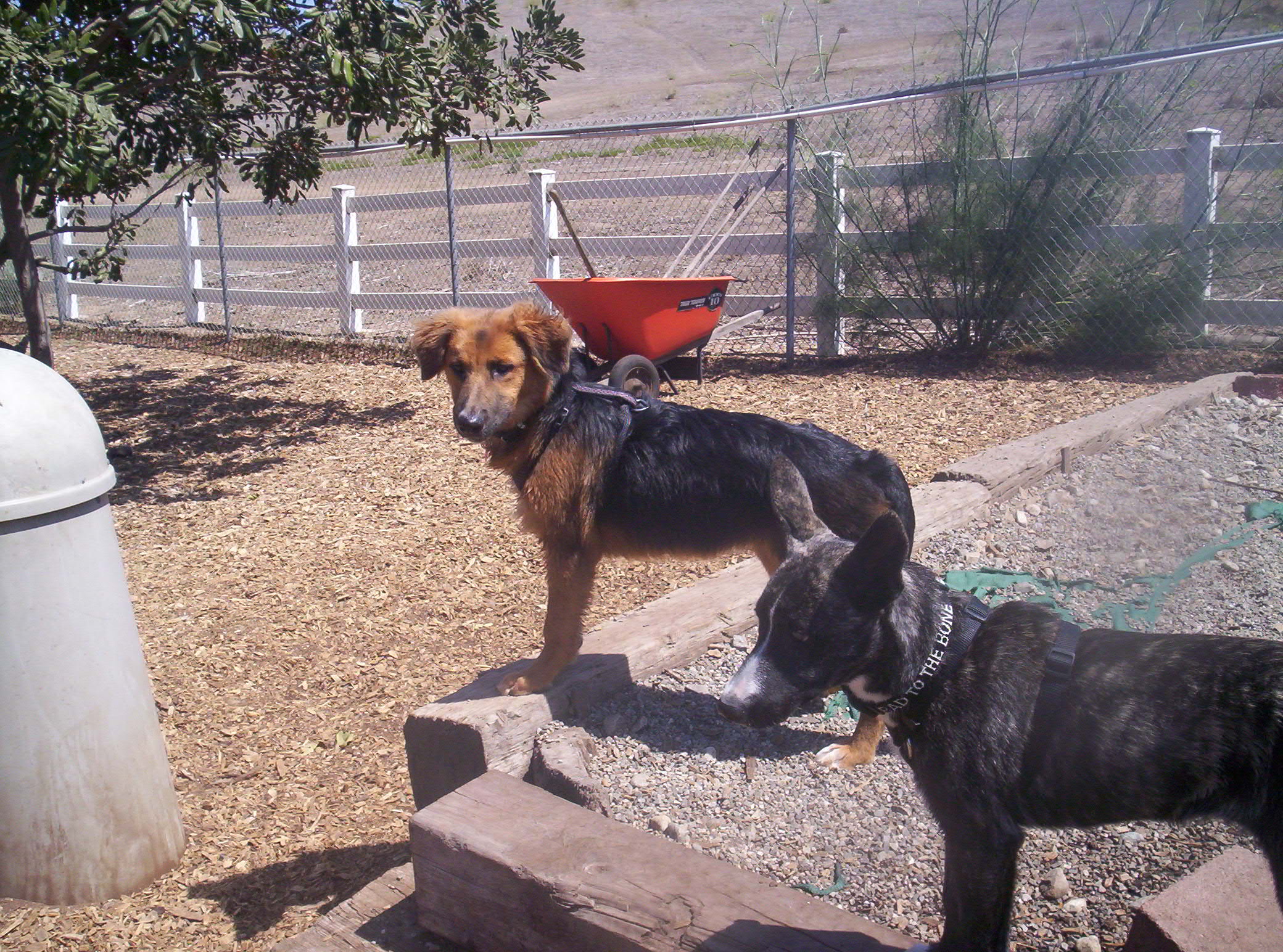 morgan & dinga_167538854052129.jpg