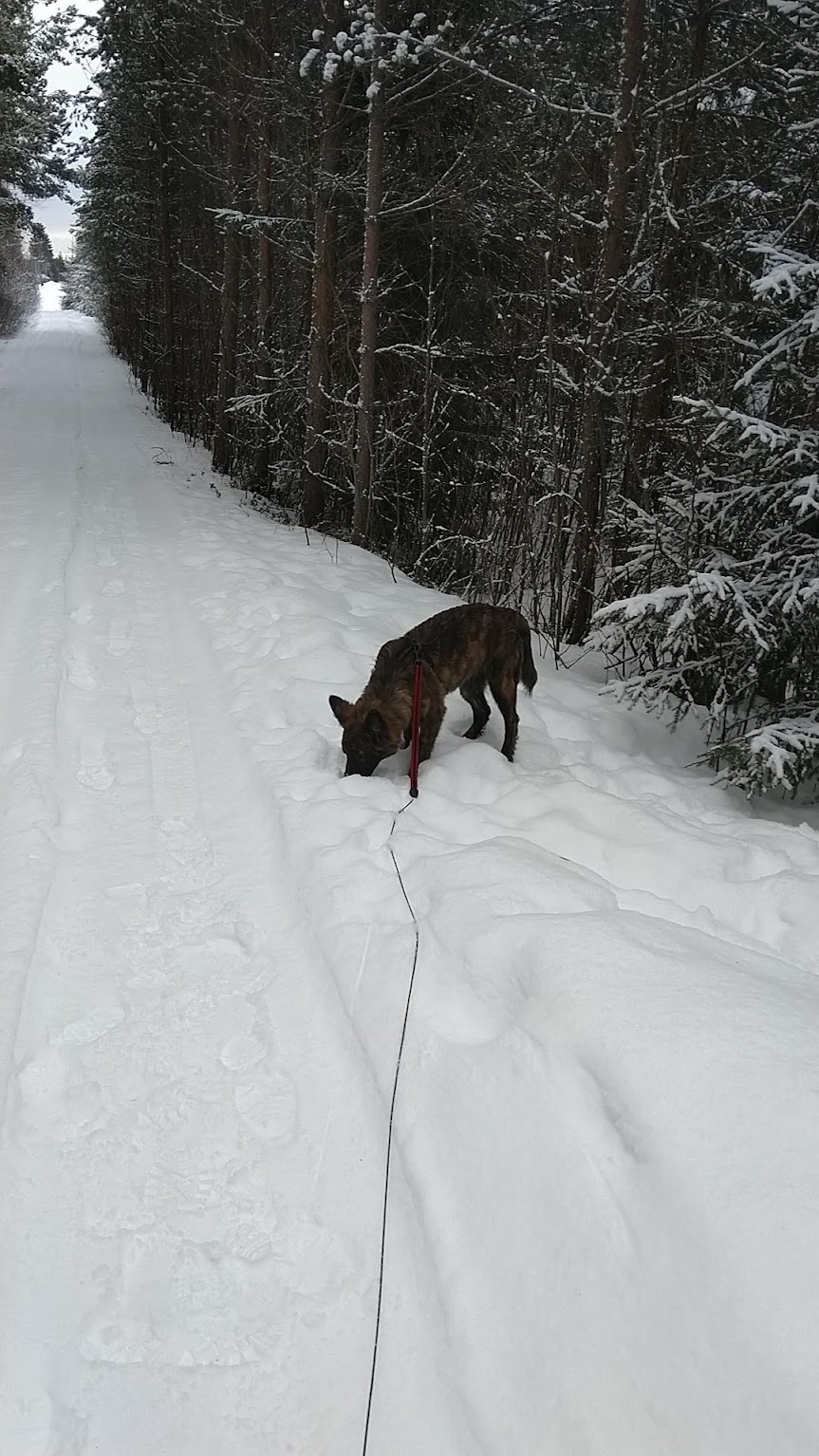 into_the_woods_2.jpg