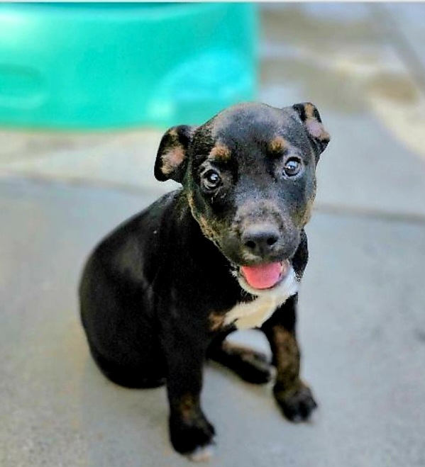 Screenshot_20231005_235229_Petfinder.jpg
