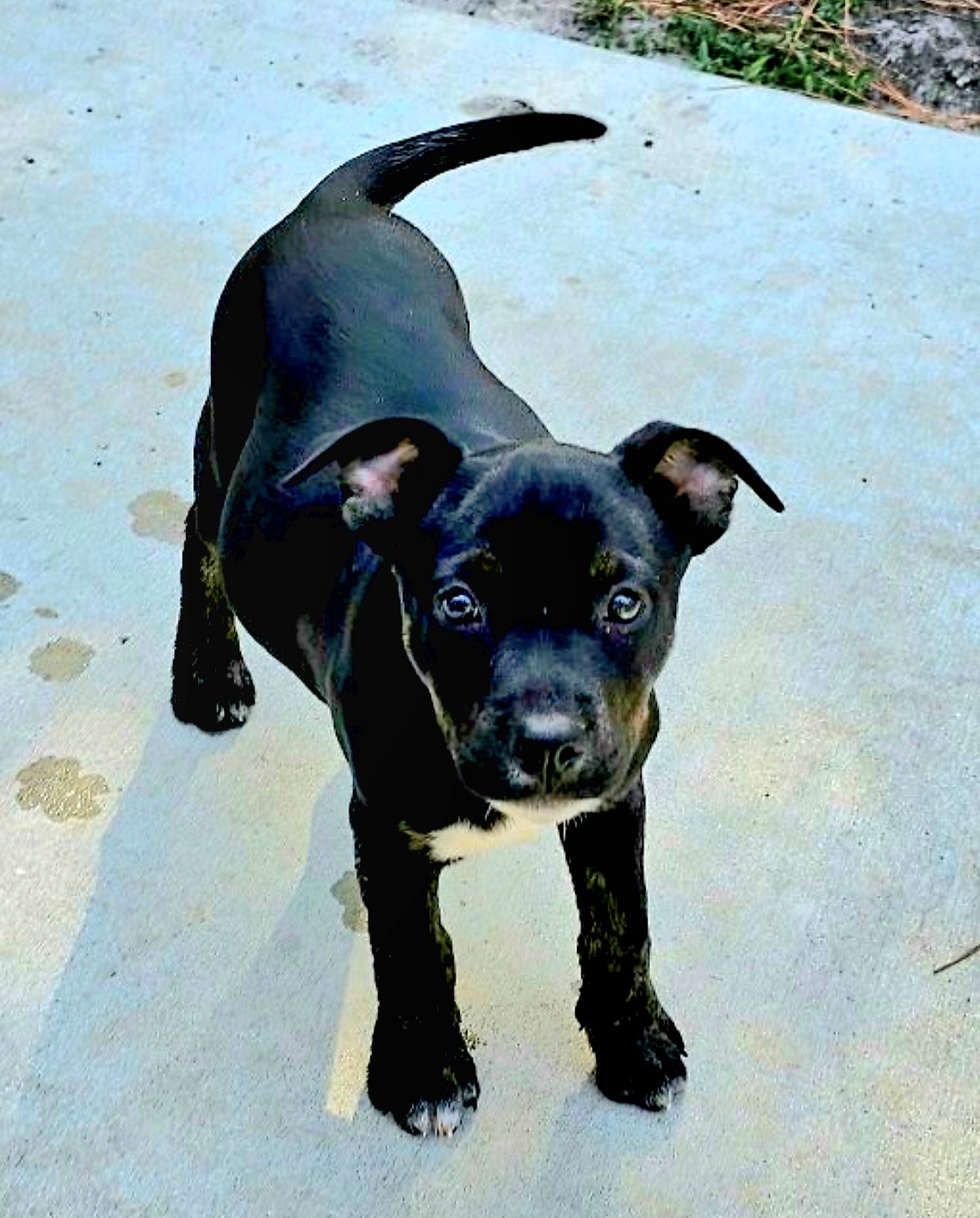 Screenshot_20231005_235300_Petfinder.jpg
