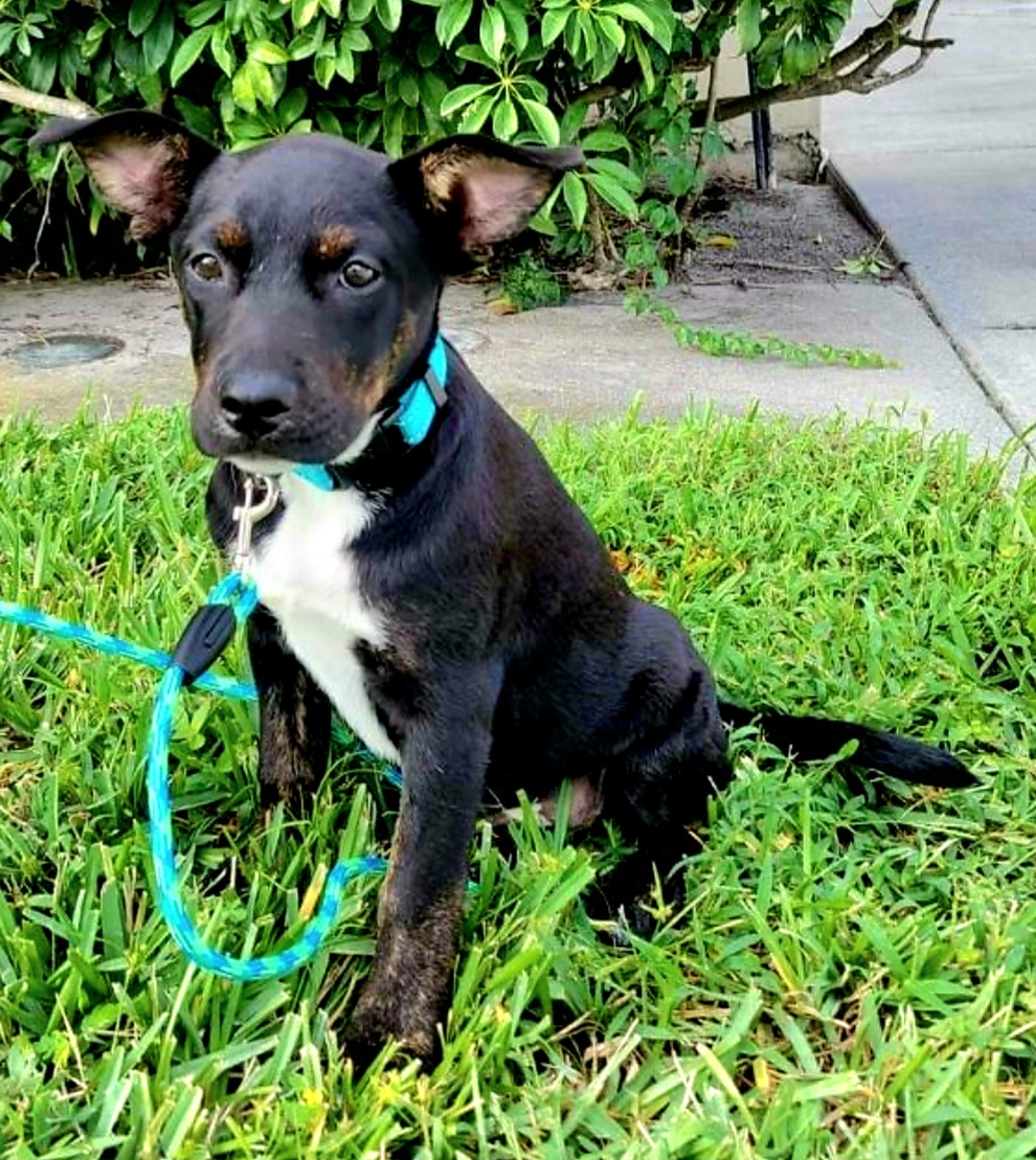 Screenshot_20231005_235338_Petfinder.jpg