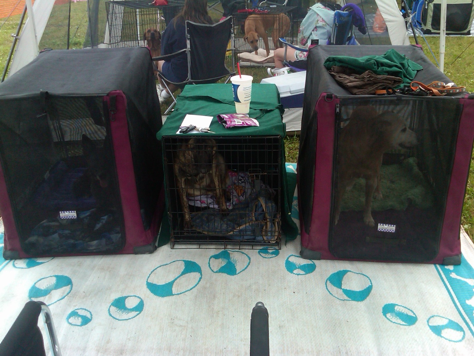 IMG00736-20110619-0940.jpg