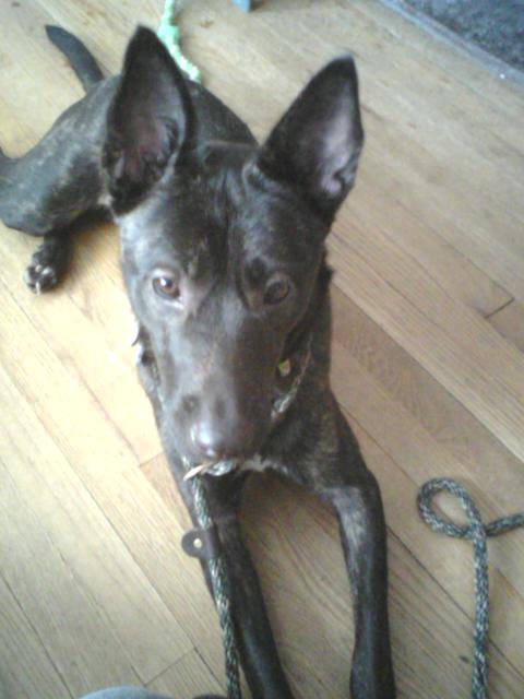 Mine chilling out on the floor, I would say her eye color is a dark honey/brown.