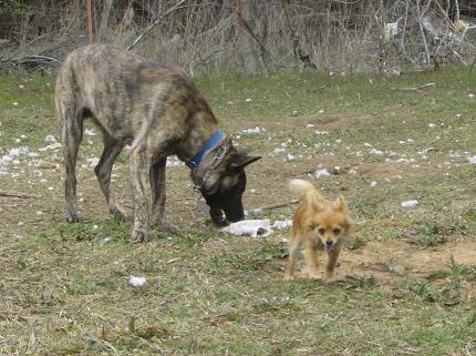 Chewie was tried of playing and headed to the house!