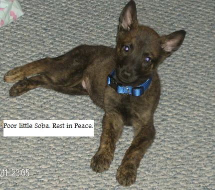 Sweet Soba, only 5 weeks old in this pic.