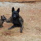 dam and pup from a previous litter