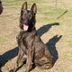 2 yr old from previous litter