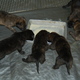 Pups.