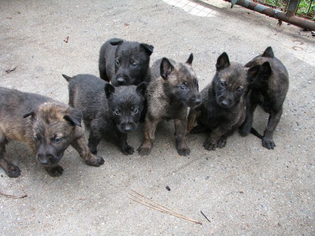 the gang
