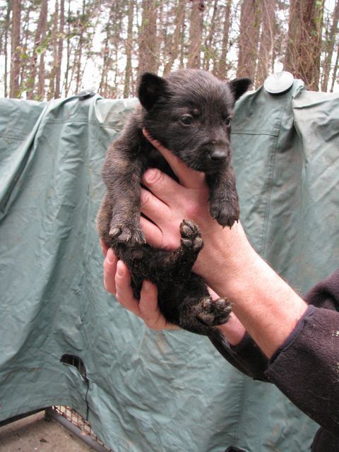 Our pup