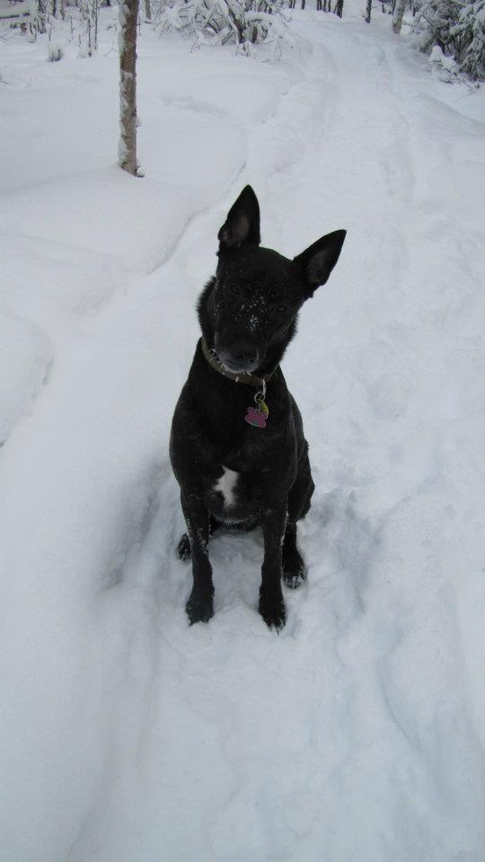 Snowy dog.jpg