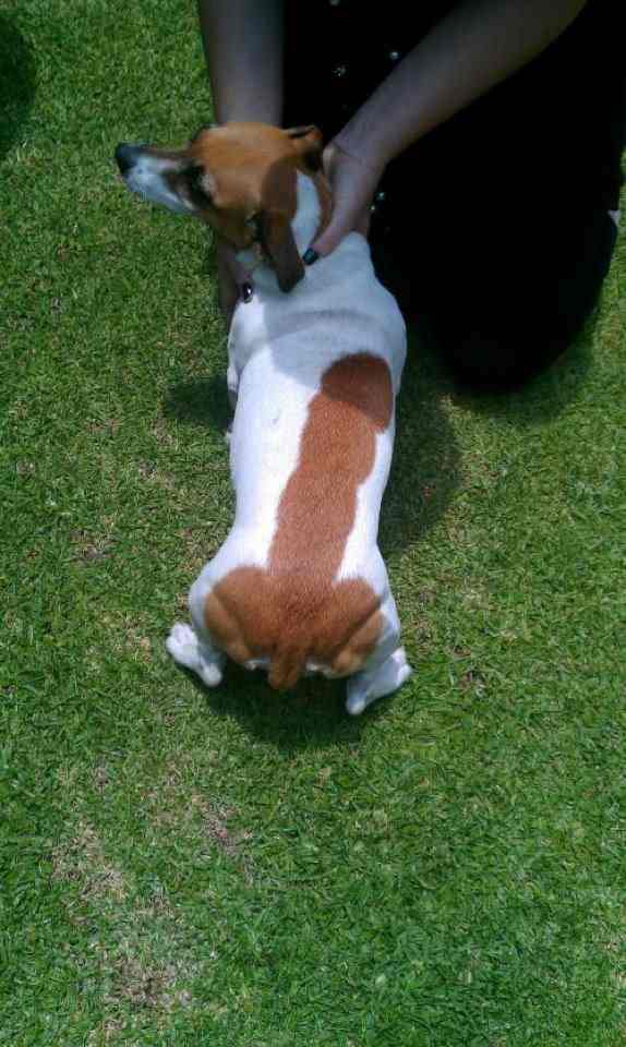 dognamed-ck.jpg
