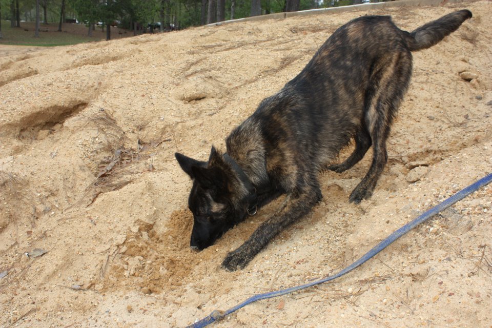 gris.diggingsand.jpg