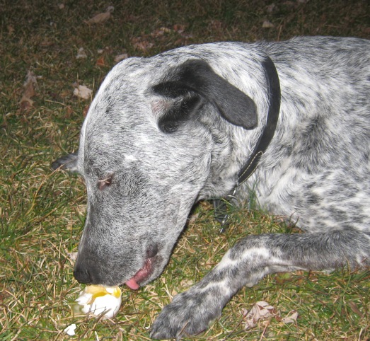 Dakota and her egg.JPG