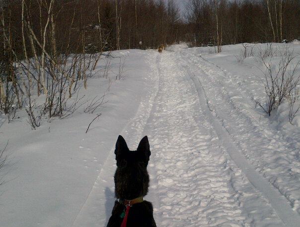 Diesel spotted the Coyote