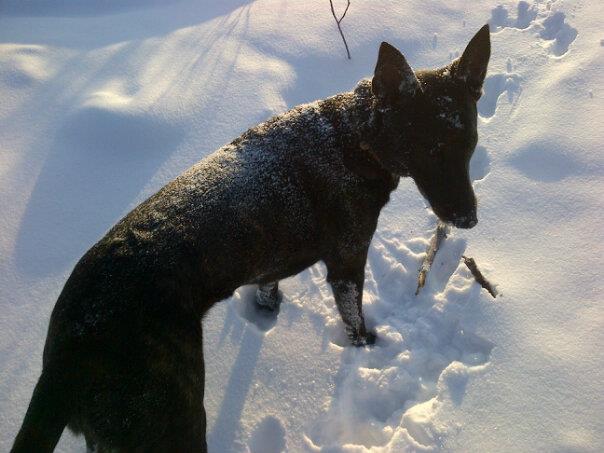 Snow.jpg